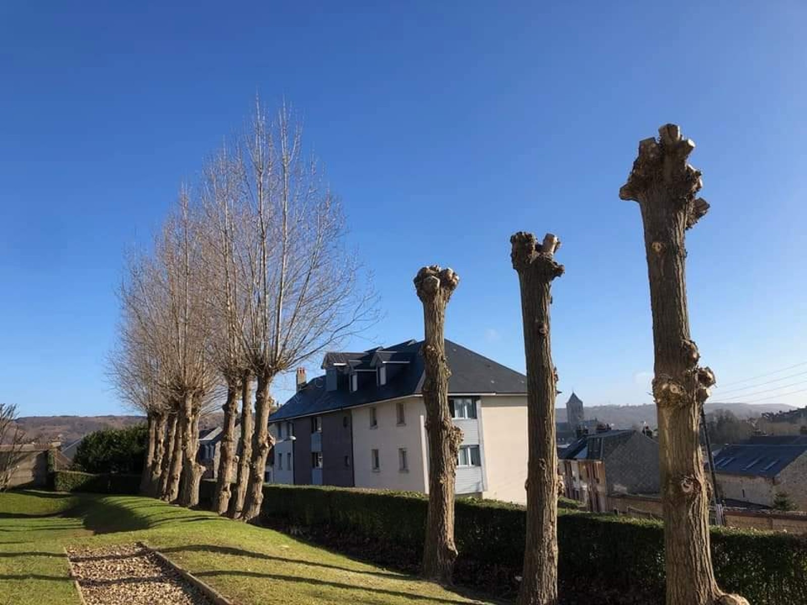 Travaux d'élagage de plusieurs arbres pour une copropriété sur Étretat 76