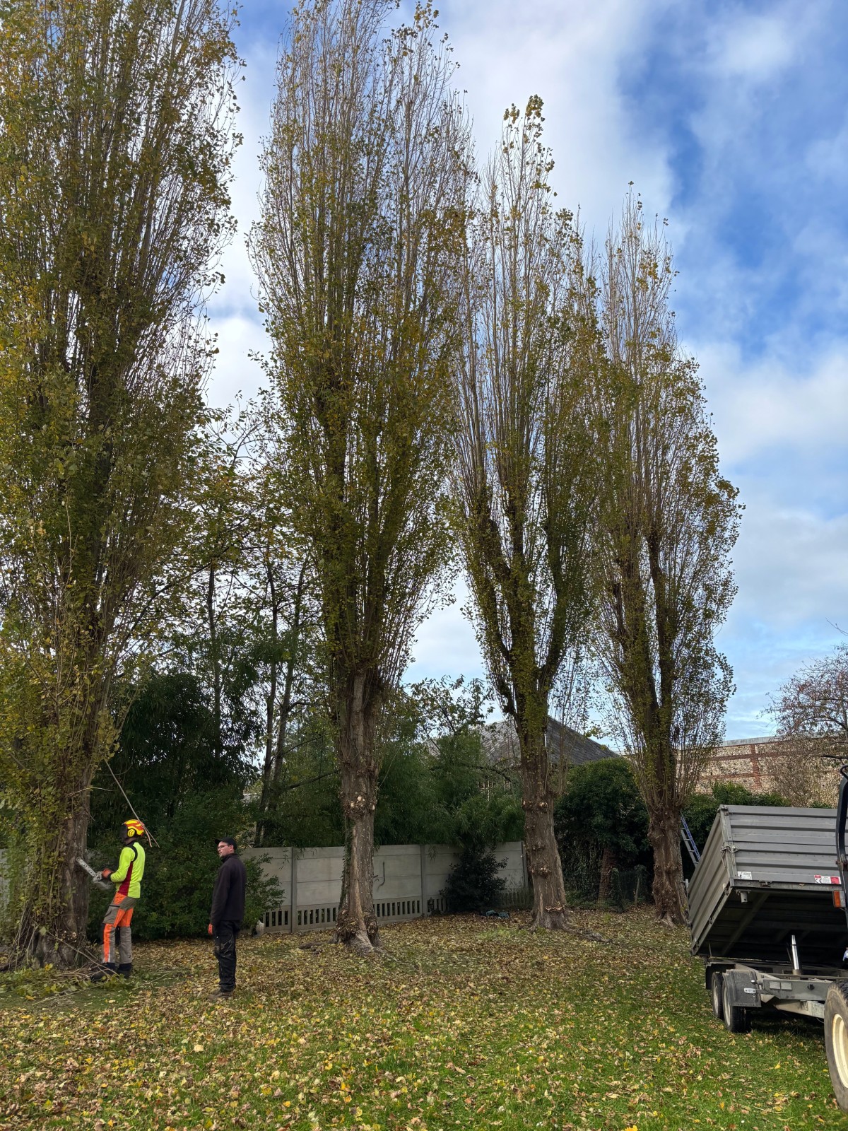 Élagage d’arbres professionnel : services d’élagueur grimpeur, entretien, taille et sécurité pour jardins et propriétés secteur OURVILLE EN CAUX