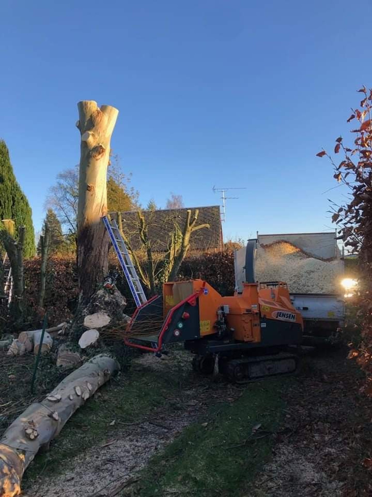 Abattage d'un arbre eucalyptus proche de Fécamp 76