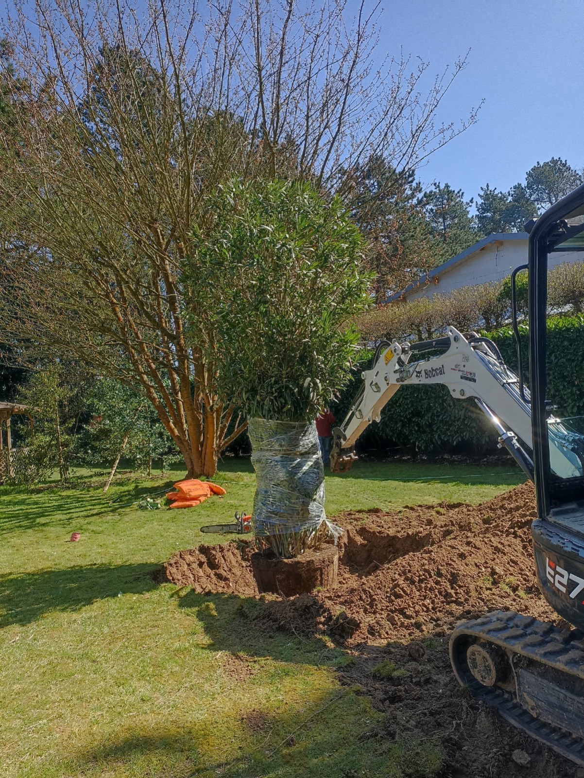 Plantation d'arbres laurier blanc par notre équipe de paysagistes sur le secteur de Fécamp 76