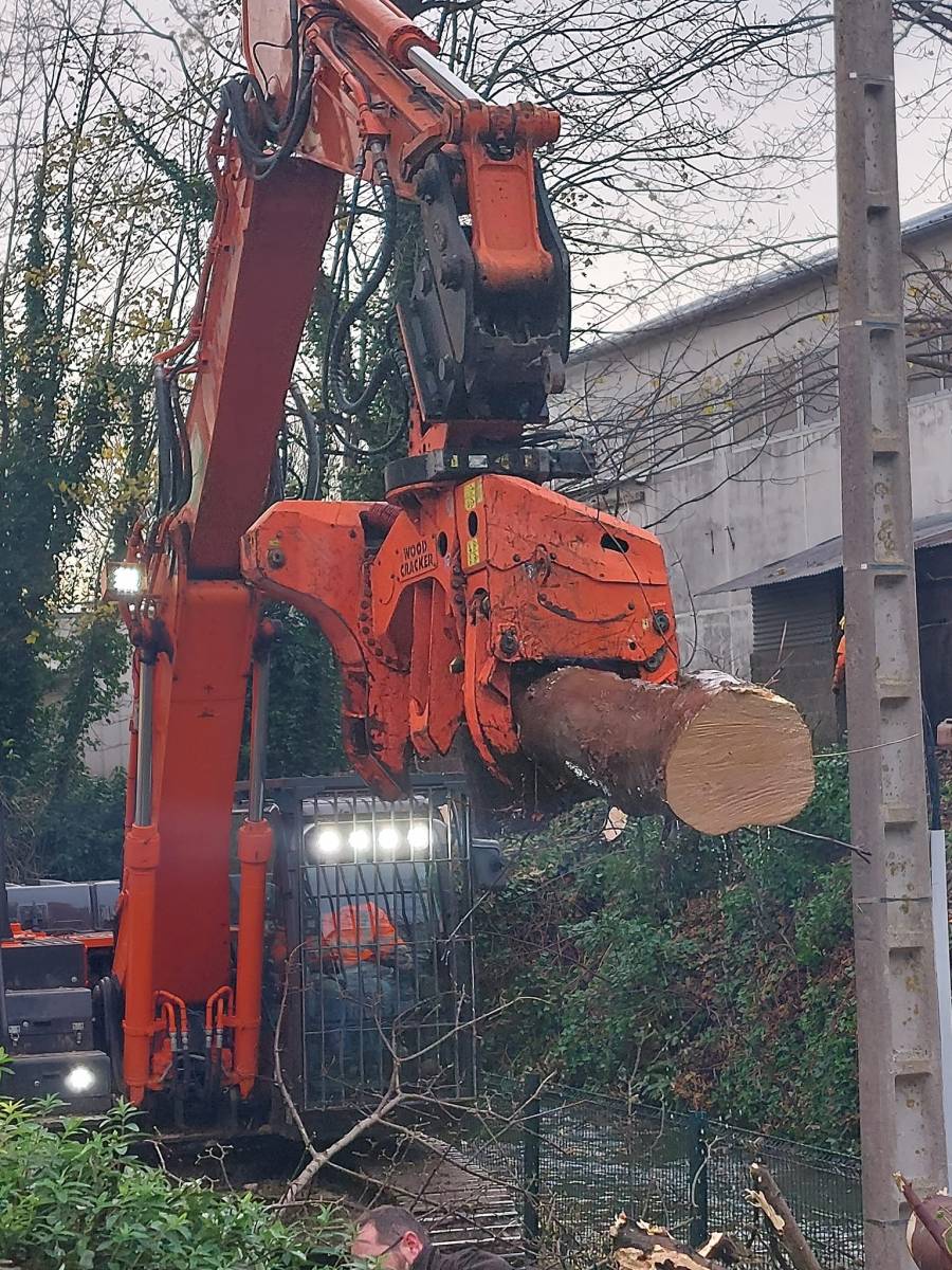 Abattage de grands arbres avec élagueur grimpeur pour un professionnel à Fécamp 76