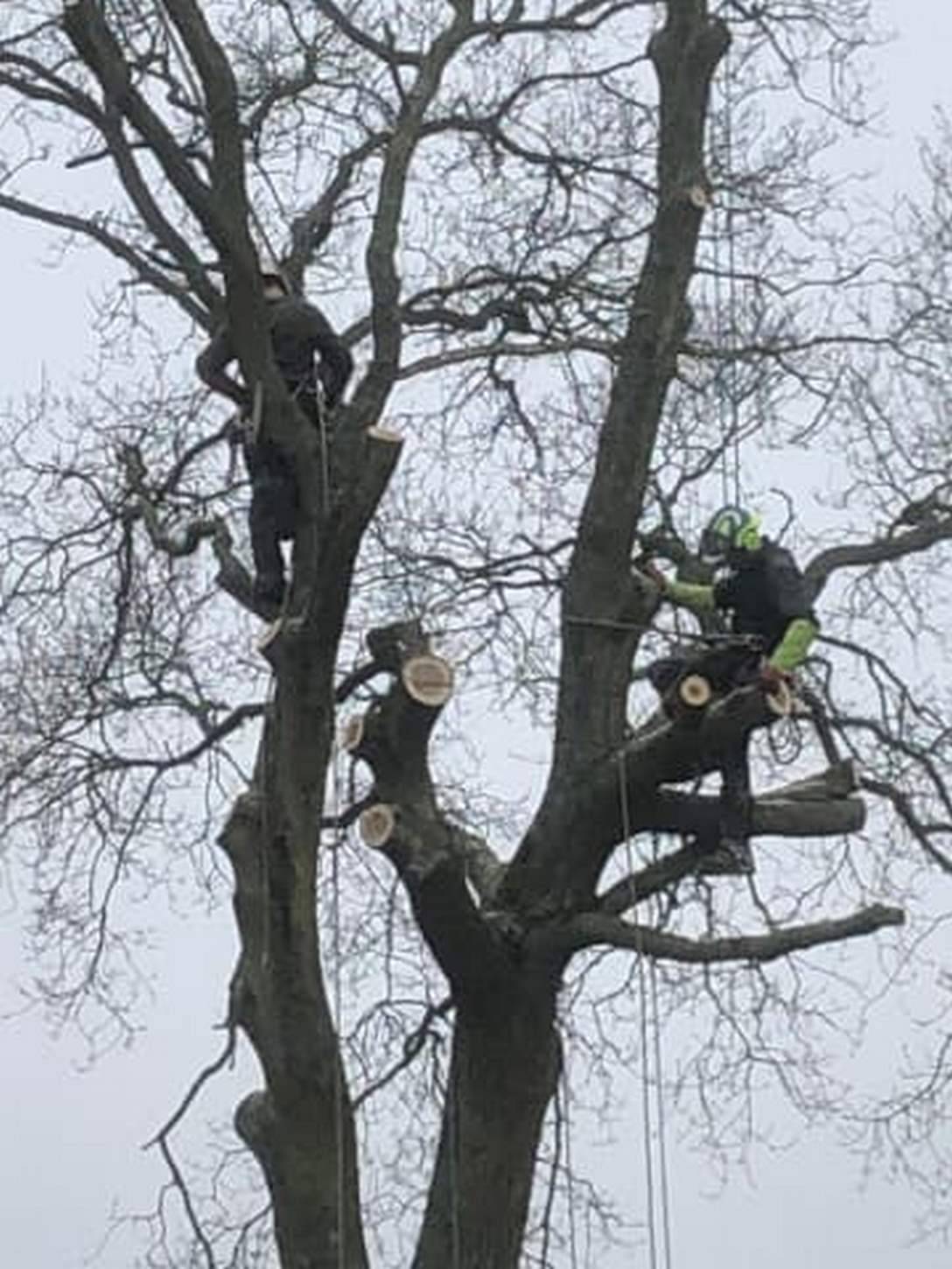 Faire appel à un paysagiste pour l'élagage et l'abattage d'arbres proche Le Havre en Seine Maritime