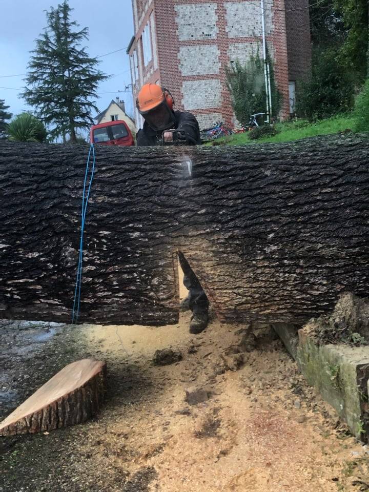 paysagiste secteur de Fecamp  bonne Période pour les travaux d'élagage et d'abattage