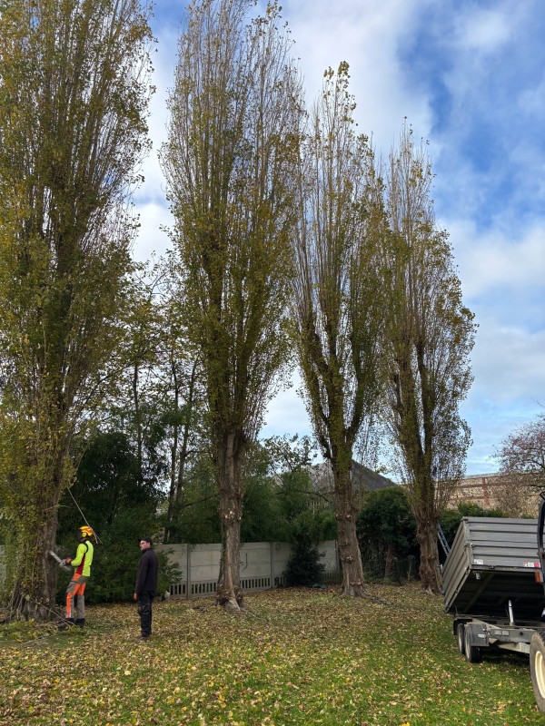 Élagage d’arbres professionnel : services d’élagueur grimpeur, entretien, taille et sécurité pour jardins et propriétés secteur OURVILLE EN CAUX