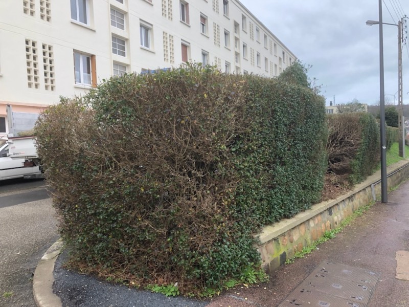 Arrachage d'une haie avec dégagement de souches pour mise en place d'une clôture à Étretat 76