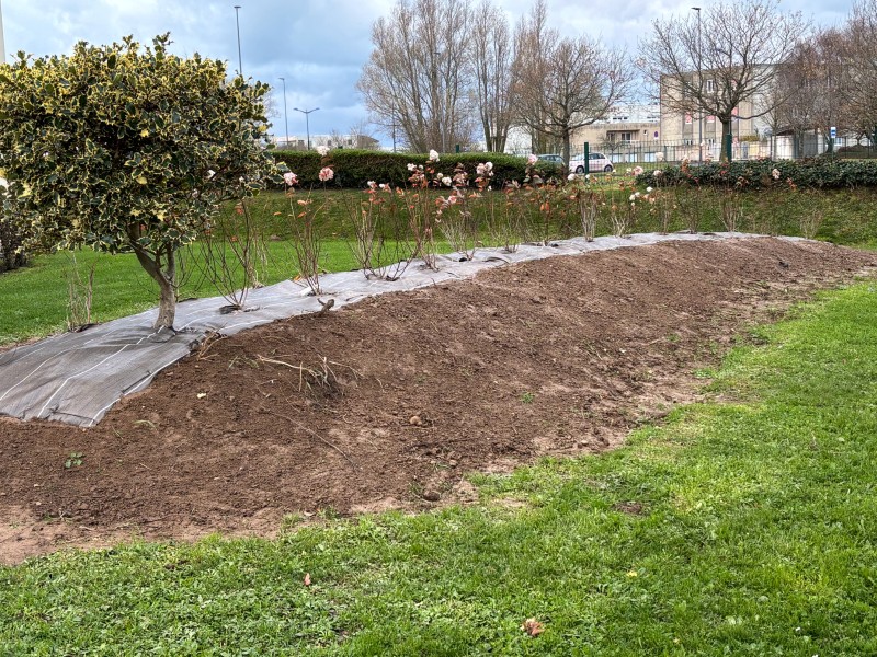Travaux de plantation en copropriété par paysagiste professionnel pour embellir, aménager et entretenir vos espaces extérieurs sur Fécamp